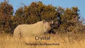  Presentation with south africa - Slides consisting of endangered black rhinoceros diceros bicornis background and a gold colored foreground
