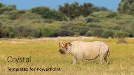 Presentation with south africa - PPT theme featuring endangered-black-rhinoceros-diceros-bicornis background and a yellow colored foreground