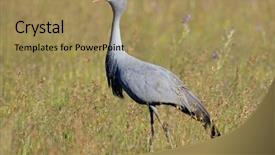  Presentation with south africa - Beautiful presentation theme featuring endangered blue crane anthropoides paradisea backdrop and a coral colored foreground