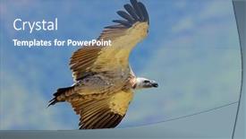  Presentation with south africa - Presentation design enhanced with endangered-cape-vulture-gyps-coprotheres background and a teal colored foreground