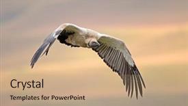  Presentation with south africa - Amazing PPT theme having endangered cape vulture gyps coprotheres backdrop and a coral colored foreground