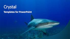  Presentation with shark - Presentation theme enhanced with endangered corals - caribbean reef shark carcharhinus perezii background and a dark gray colored foreground