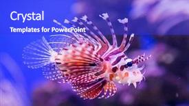  Presentation with e commerce james miles - Slide deck enhanced with endangered corals - common lionfish yawn pterois miles background and a cobalt blue colored foreground