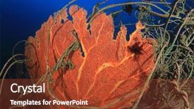  Presentation with fishing net - PPT layouts with endangered corals - environmental pollution problem - discarded background and a tawny brown colored foreground