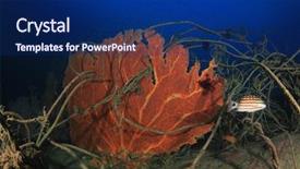  Presentation with environmental pollution - Colorful slide deck enhanced with endangered corals - environmental pollution problem - discarded backdrop and a navy blue colored foreground
