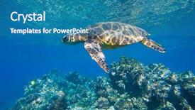  Presentation with sea green ribbon ovarian cancer - Slide deck with endangered corals - green sea turtle swimming background and a teal colored foreground