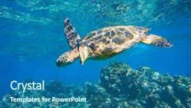  Presentation with turtle - Cool new PPT theme with endangered corals - green sea turtle swimming backdrop and a ocean colored foreground