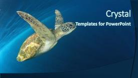 Presentation with turtle - Slide deck consisting of endangered corals - green sea turtle underwater background and a ocean colored foreground
