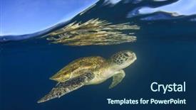  Presentation with turtle - Slide deck enhanced with endangered corals - green sea turtle background and a navy blue colored foreground
