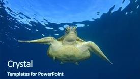  Presentation with sea green ribbon ovarian cancer - PPT theme featuring endangered corals - green sea turtle background and a navy blue colored foreground