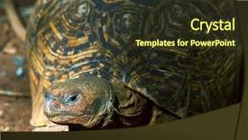  Presentation with hawaiian - Slides having endangered corals - hawaiian turtle background and a tawny brown colored foreground