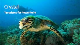  Presentation with sea coral - Theme with endangered corals - hawksbill sea turtle eats coral background and a light gray colored foreground