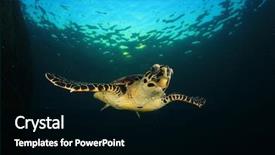  Presentation with oil pollution on sea - Presentation featuring endangered corals - hawksbill sea turtle background and a black colored foreground