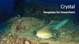  Presentation with coral reef - Cool new theme with endangered corals - leopard shark aka zebra shark backdrop and a  colored foreground