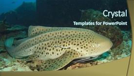  Presentation with shark - Presentation theme enhanced with endangered corals - leopard shark also known background and a wine colored foreground