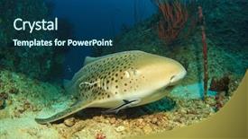  Presentation with shark - Amazing PPT theme having endangered corals - leopard shark triakis semifasciata sometimes backdrop and a ocean colored foreground