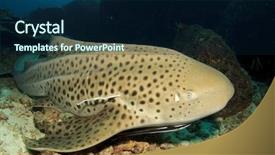  Presentation with shark - Beautiful presentation design featuring endangered corals - leopard shark triakis semifasciata sometimes backdrop and a navy blue colored foreground