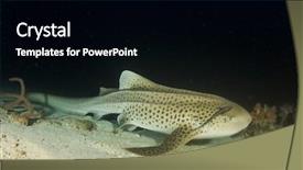  Presentation with shark - Slide set enhanced with endangered corals - leopard shark zebra shark triakis background and a black colored foreground