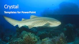  Presentation with shark - Beautiful presentation theme featuring endangered corals - leopard shark backdrop and a gray colored foreground
