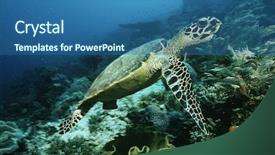  Presentation with raja ampat - Presentation theme enhanced with endangered corals - raja ampat indonesia pacific ocean background and a ocean colored foreground