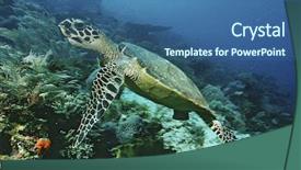  Presentation with raja ampat - Amazing PPT layouts having endangered corals - raja ampat indonesia pacific ocean backdrop and a ocean colored foreground