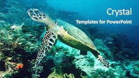  Presentation with raja ampat - Amazing slides having endangered corals - raja ampat indonesia pacific ocean backdrop and a teal colored foreground