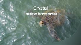  Presentation with turtle - Slide deck with endangered corals - sea turtle in the ocean background and a gray colored foreground