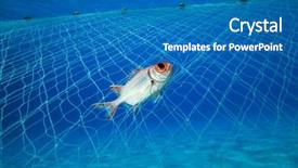  Presentation with net - Audience pleasing presentation theme consisting of endangered corals - squirrelfish is caught backdrop and a teal colored foreground