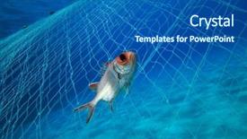  Presentation with net - Presentation featuring endangered corals - squirrelfish is caught background and a ocean colored foreground