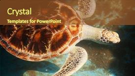  Presentation with turtle - Presentation with endangered corals - turtle background and a tawny brown colored foreground