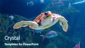  Presentation with swimming - Theme with endangered corals - underwater swimming tropical green sea background and a ocean colored foreground