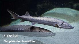  Presentation with sturgeon - PPT theme with endangered fish - european sea sturgeon acipenser sturio background and a gray colored foreground