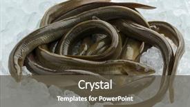  Presentation with ice - Presentation design featuring endangered fish - fresh raw mature european eels background and a tawny brown colored foreground
