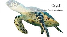  Presentation with fish turtle - Presentation design with endangered fish - sea turtle isolated background and a white colored foreground