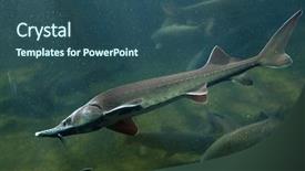  Presentation with sturgeon - PPT theme having endangered fish - siberian sturgeon acipenser baerii wild background and a  colored foreground
