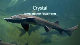  Presentation with sturgeon - PPT theme featuring endangered fish - siberian sturgeon acipenser baerii wild background and a  colored foreground