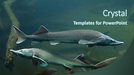  Presentation with sturgeon - Slides featuring endangered fish - siberian sturgeon acipenser baerii wild background and a ocean colored foreground