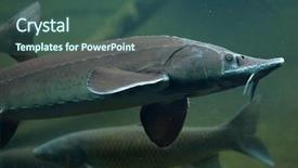  Presentation with sturgeon - Cool new slides with endangered fish - siberian sturgeon acipenser baerii wild backdrop and a  colored foreground