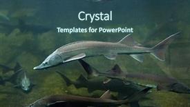  Presentation with sturgeon - Slide deck featuring endangered fish - siberian sturgeon acipenser baerii wild background and a  colored foreground