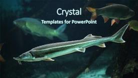  Presentation with wildlife - Presentation design with endangered fish - sterlet acipenser ruthenus and rudd background and a wine colored foreground