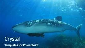  Presentation with whale - Slide set featuring endangered fish - whale shark underwater background and a ocean colored foreground