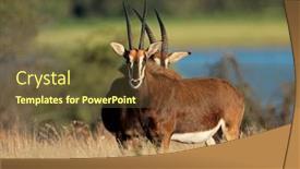  Presentation with south africa - Presentation enhanced with endangered-sable-antelopes-hippotragus-niger background and a tawny brown colored foreground