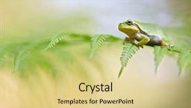  Presentation with wildlife conservation - Presentation theme enhanced with endangered species and in need background and a blonde colored foreground