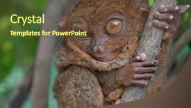  Presentation with branch - Amazing PPT theme having endangered species philippines - winking tarsier holding a branch backdrop and a  colored foreground