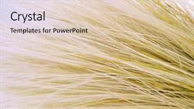  Presentation with grass - Colorful slide set enhanced with endangered species world - feather grass or needle grass backdrop and a lemonade colored foreground