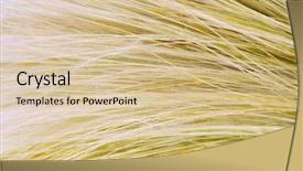  Presentation with grass - Slides enhanced with sail boat and hammocks background and a light blue colored foreground.