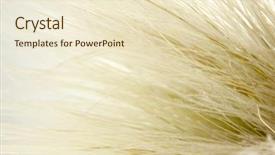  Presentation with needle - PPT theme having endangered species world - feather grass or needle grass background and a cream colored foreground
