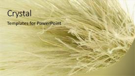  Presentation with needle - Slides consisting of endangered species world - feather grass or needle grass background and a soft green colored foreground