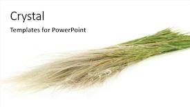  Presentation with islamic feather - Presentation theme featuring endangered species world - feather grass or needle grass background and a white colored foreground