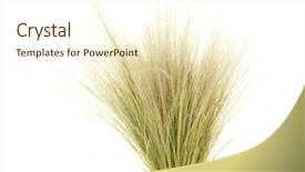  Presentation with needle - Amazing slides having endangered species world - feather grass or needle grass backdrop and a cream colored foreground